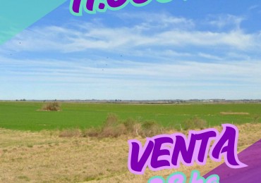 Hectareas en venta Sauce Pinto 